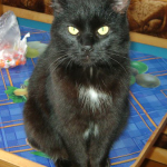 Котик Пончик дома..)