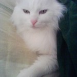  Соня — белый вальяжный пушистик уехала в свой дом