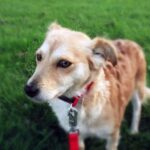 Красотка Коко в новой семье!!