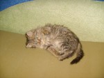 Пушистенькая кошечка Фото3