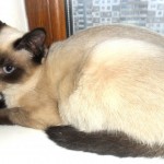 Скромняшка Сима уехала домой