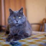 Серый дома:)