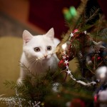 Снежинка дома:)