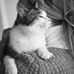 Ева, кошечка, упавшая с дерева дома:)