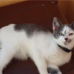 Кошечка Машенька дома!!