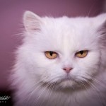 Белоснежная Челси дома