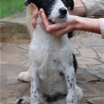 Крисп дома!