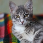 Кот Матроскин дома!!!