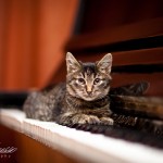 Котенок Веремей дома