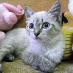 Котенок нашел дом