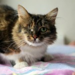 Особенная кошка дома