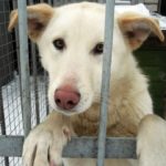 Розовонос нашел свой дом