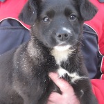 Лапочка обрела семью!