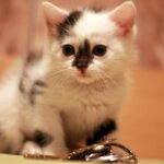 Котеночек дома