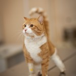 Кот, которому повезло, Счастливчик