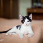 Милый котёныш дома