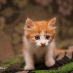 Милые котята поехали в свои дома