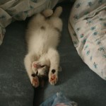 Кузьма нашел дом!!