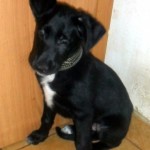 Умный мальчишка дома