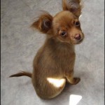 Стерилизация и кастрация животных