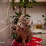 Мышкин дома