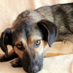 Жу-жу — собака компаньон дома